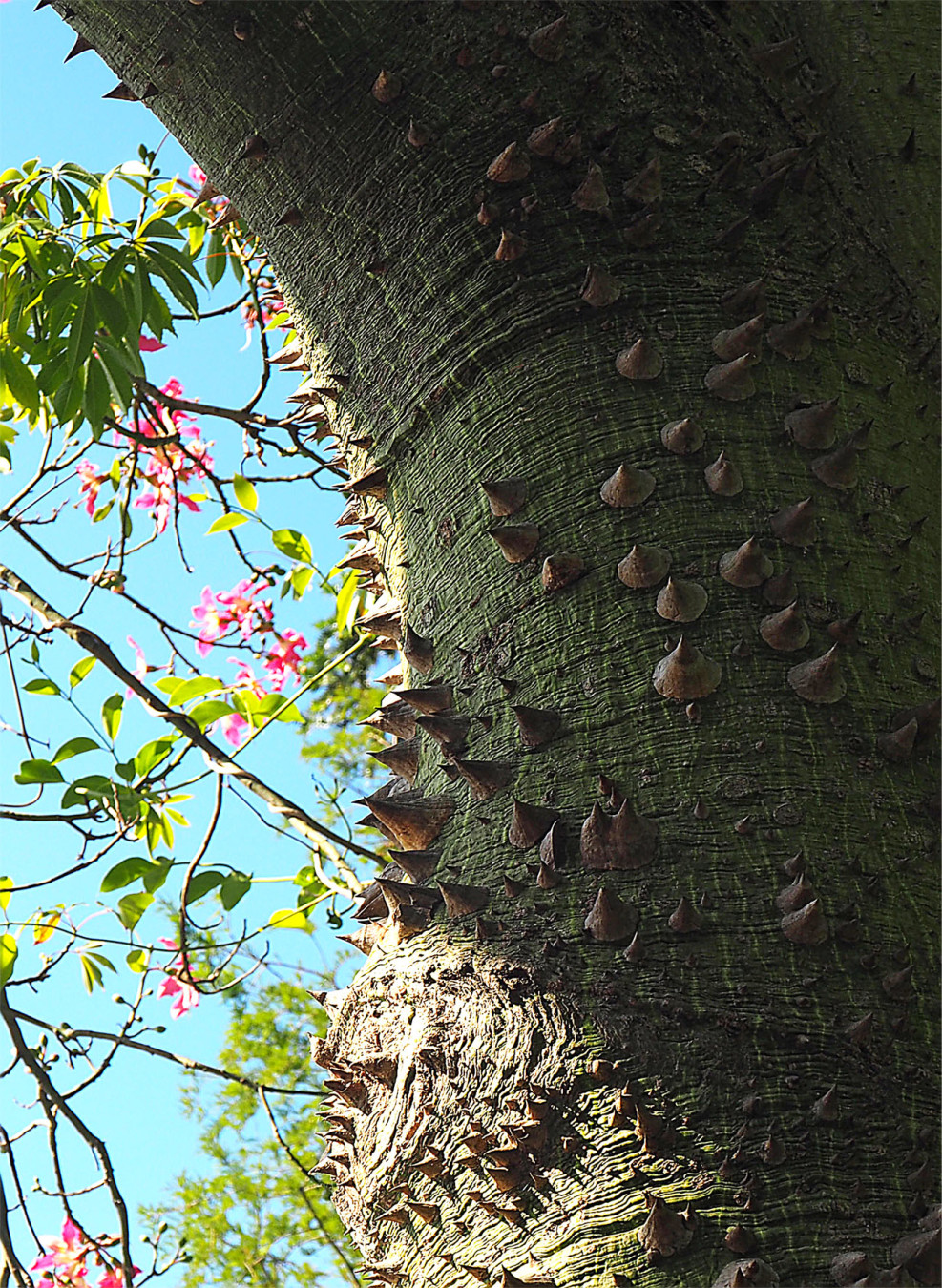 Florettseidenbaum