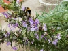 First bumblebees