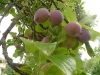 More Plums