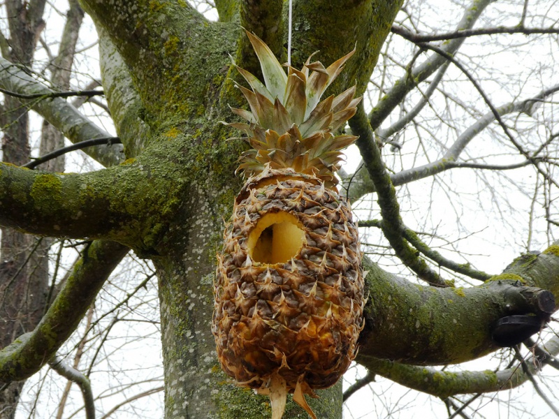 Ananas birdhouse