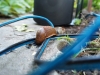 Slug and Cable