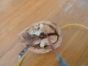 Electrified walnut