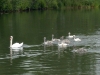 12_swans