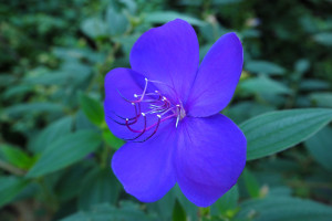 bluest of all flowers