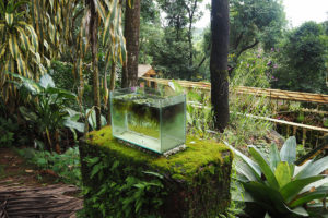 Gurukula Botanic Sanctuary. Foto: gabi schaffner