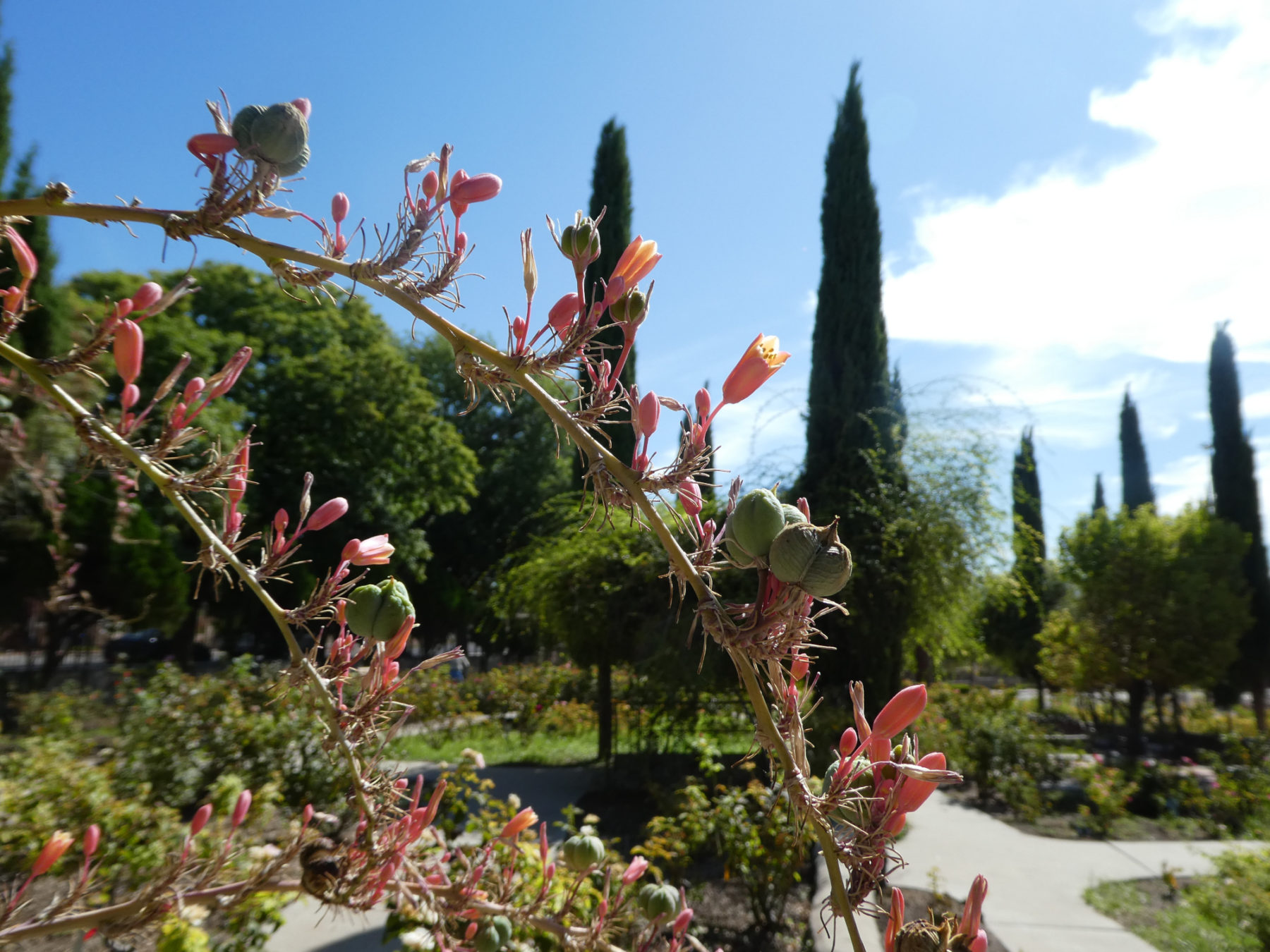 El Paso Municipal Rose Garden